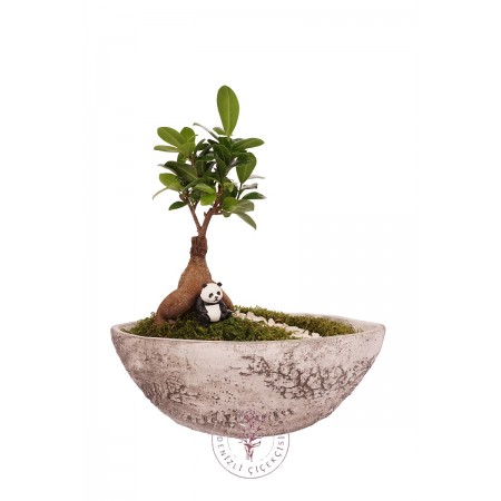 Kayık Saksıda Ficus Ginseng Bonsai